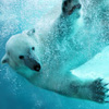 Polar Bear Jigsaw